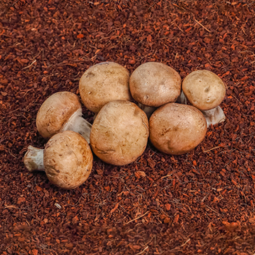 Cremini - 100g