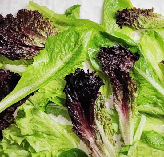 Hydroponic Lettuce Mix — 3 Types [Butterhead, Caipira & Lollo Rosso]