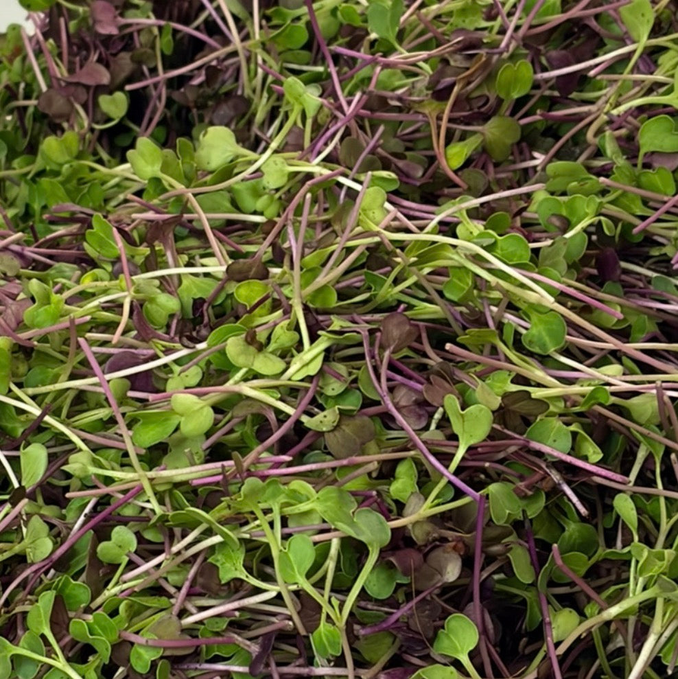 Microgreens Box (30g)