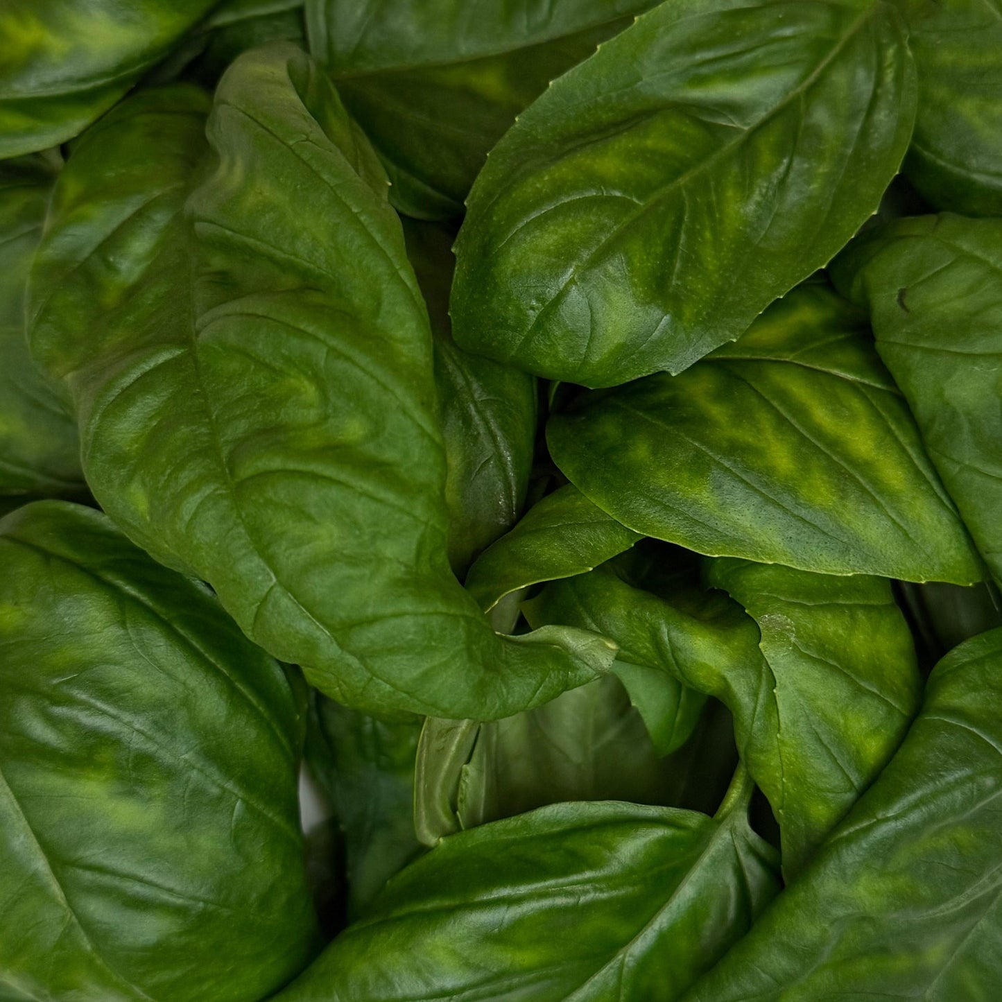 Italian Basil (40g)