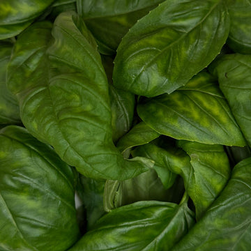 Italian Basil (40g)