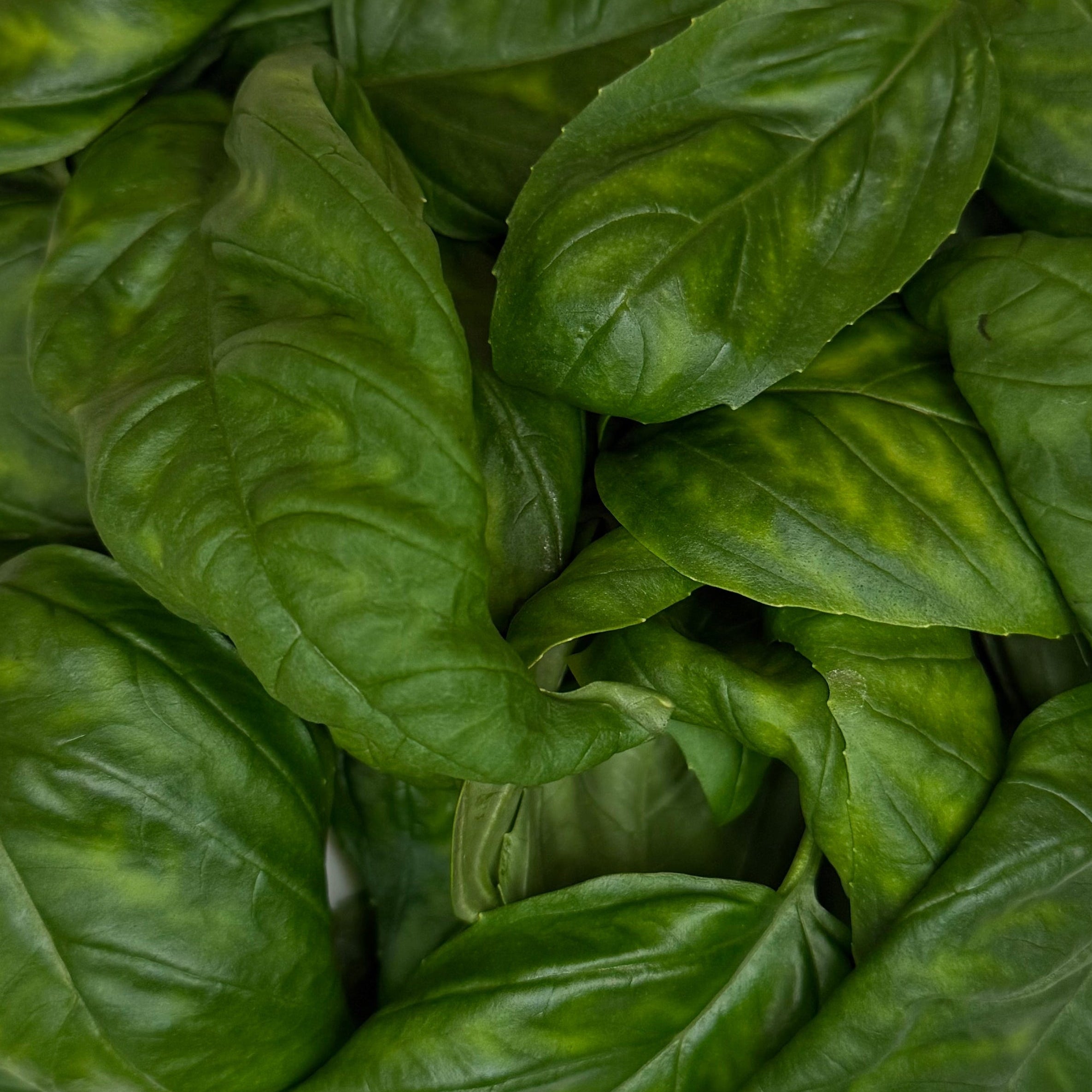 Italian Basil (40g)
