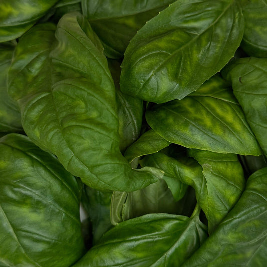 Italian Basil (40g)
