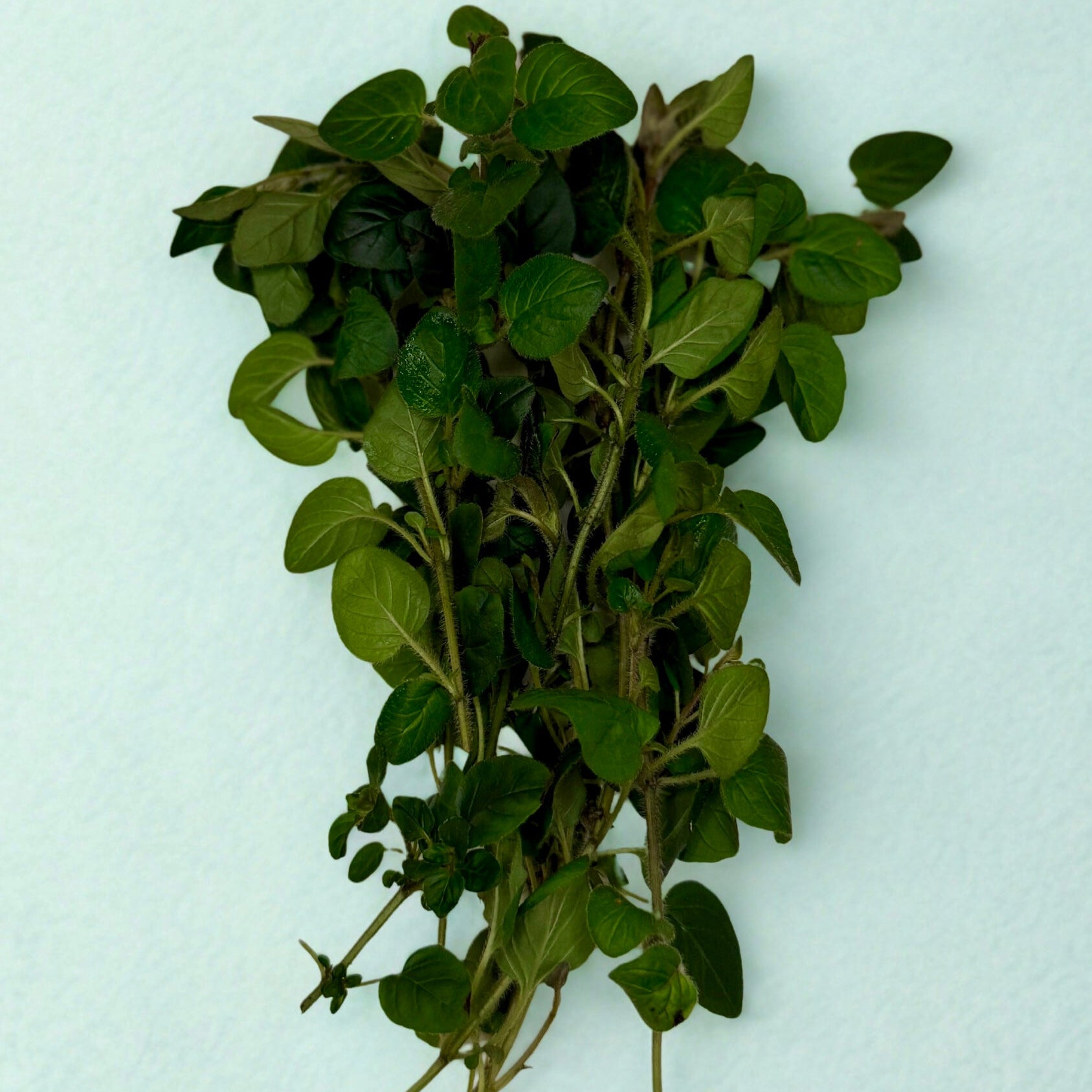 Oregano (15g)