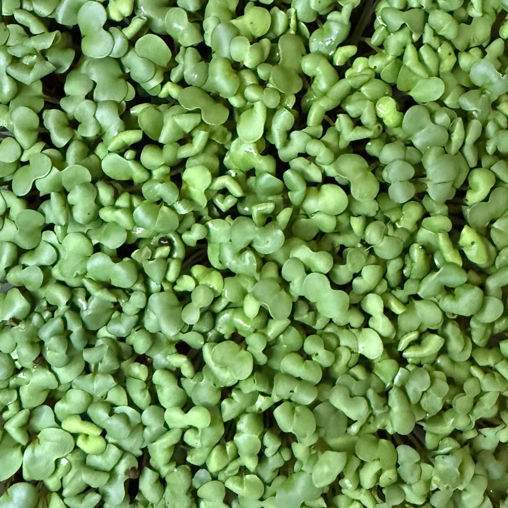 Mixed Microgreens Box (30g)