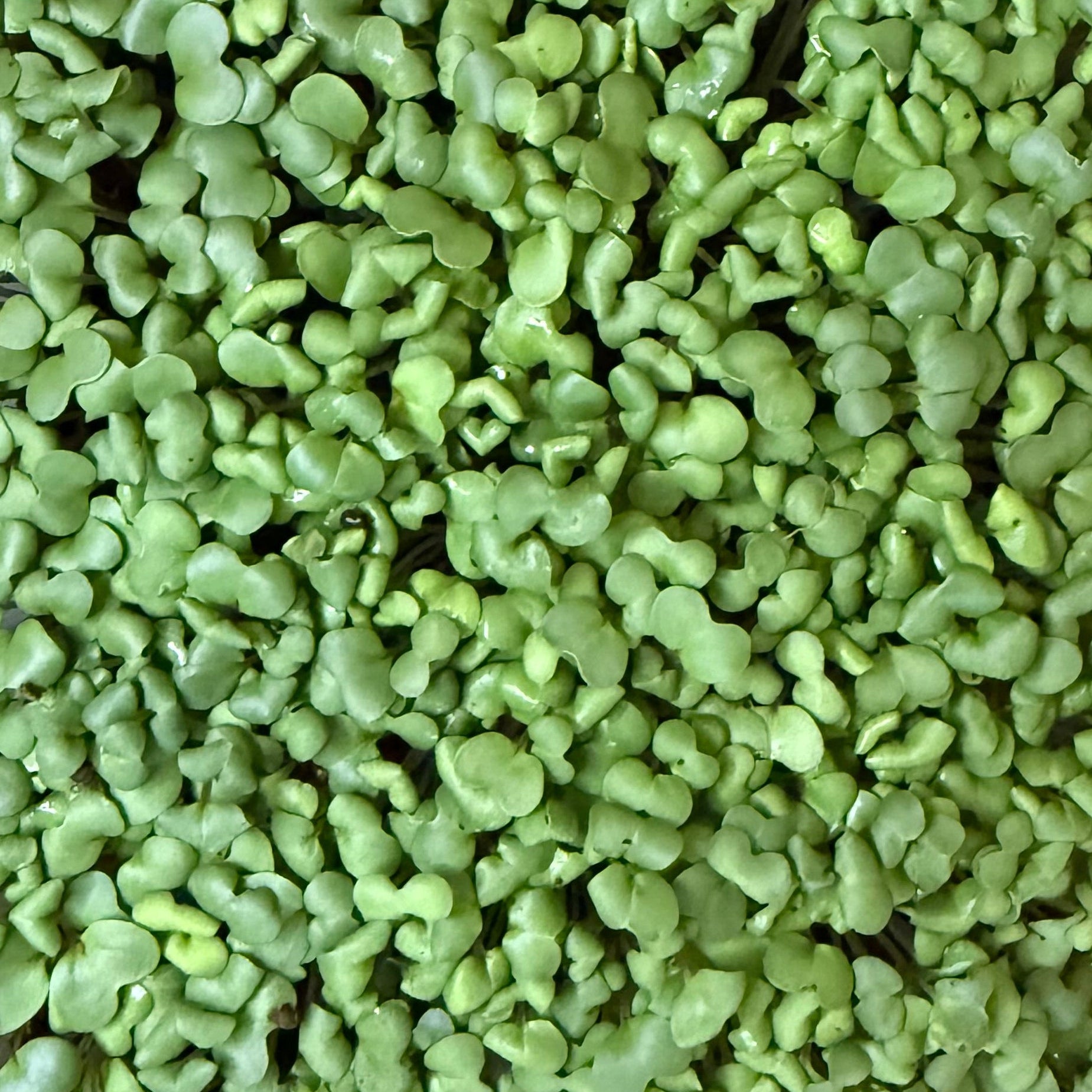 Mixed Microgreens Box (30g)