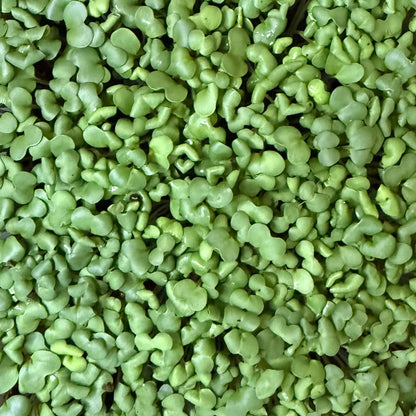 Mixed Microgreens Box (30g)