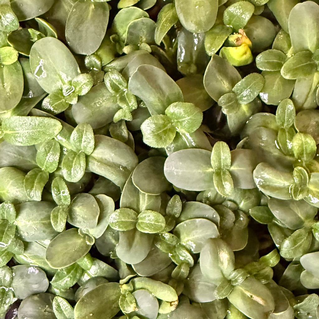 Mixed Microgreens Box (30g)