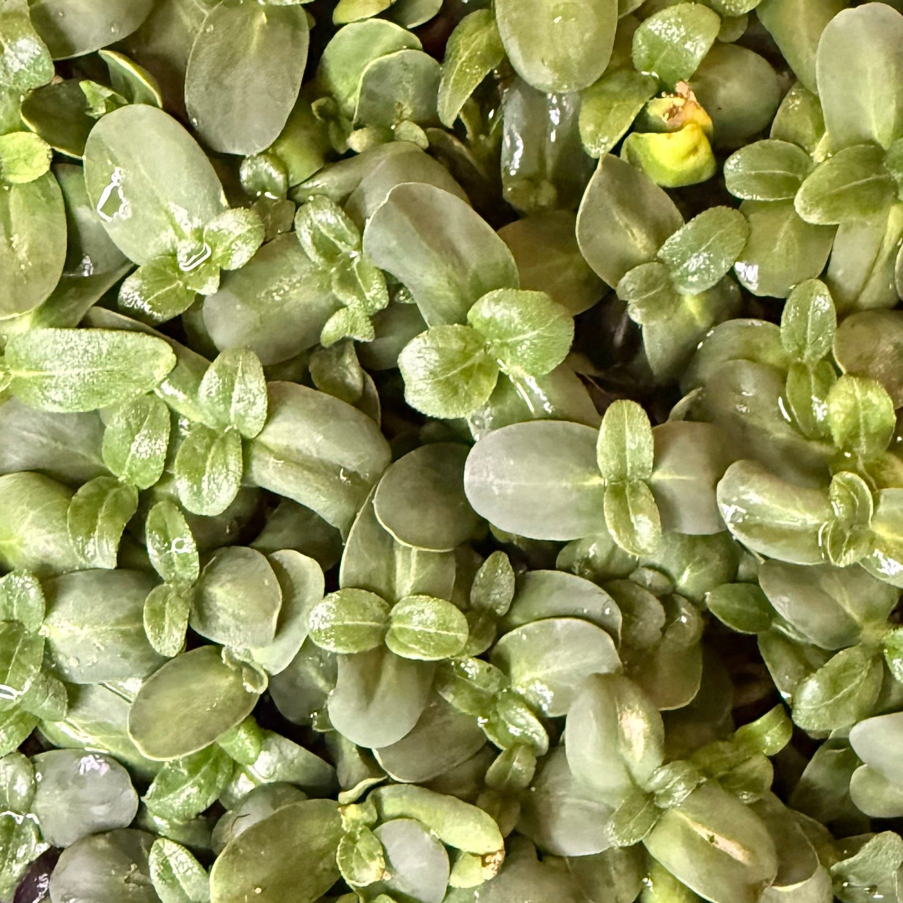 Mixed Microgreens Box (30g)
