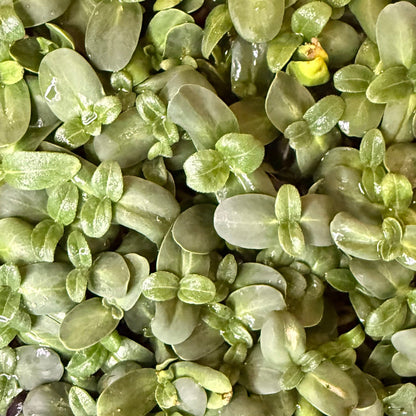 Mixed Microgreens Box (30g)