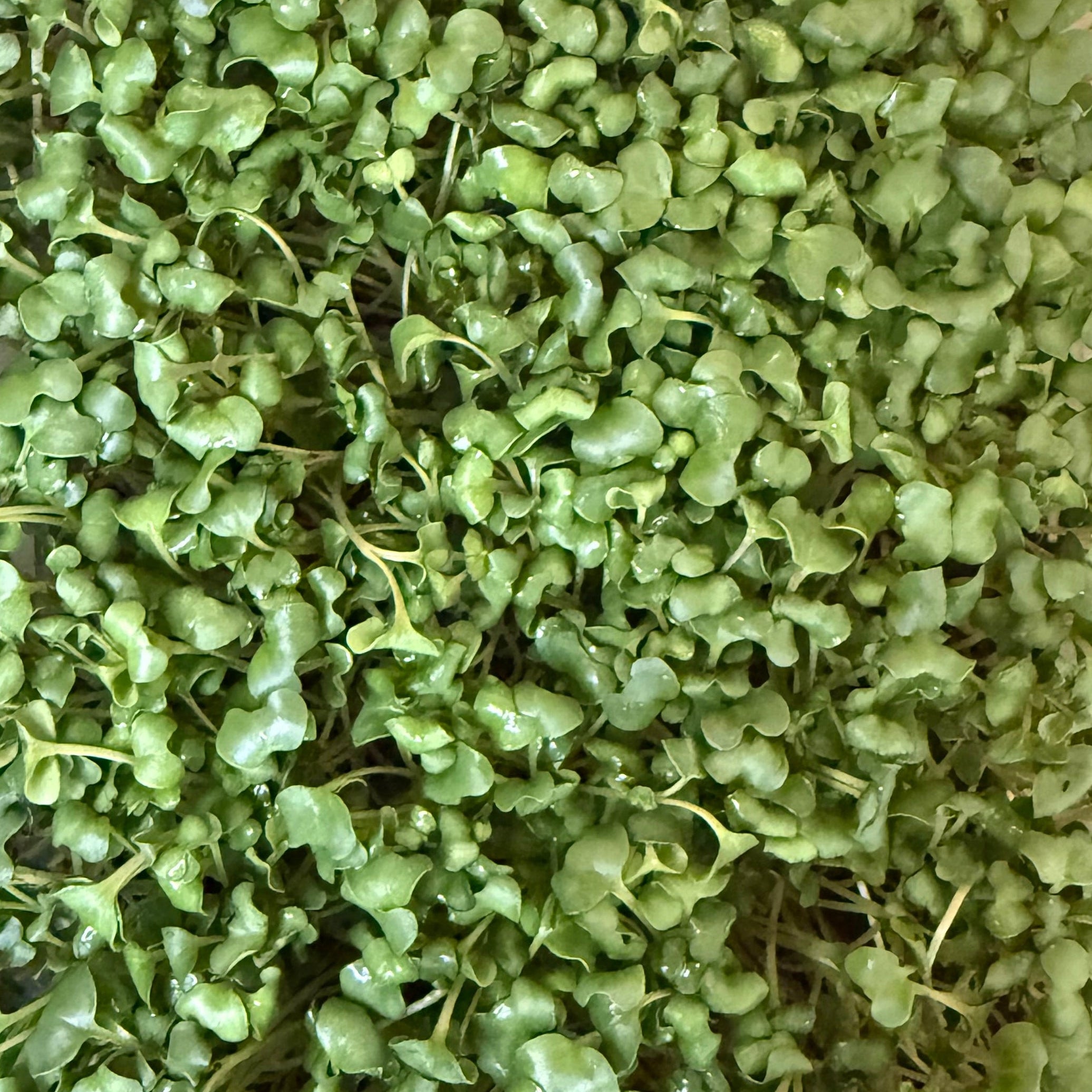 Mixed Microgreens Box (30g)