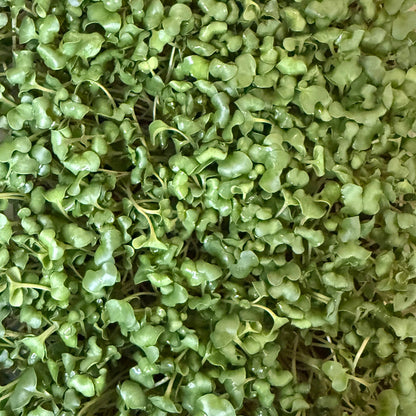 Mixed Microgreens Box (30g)
