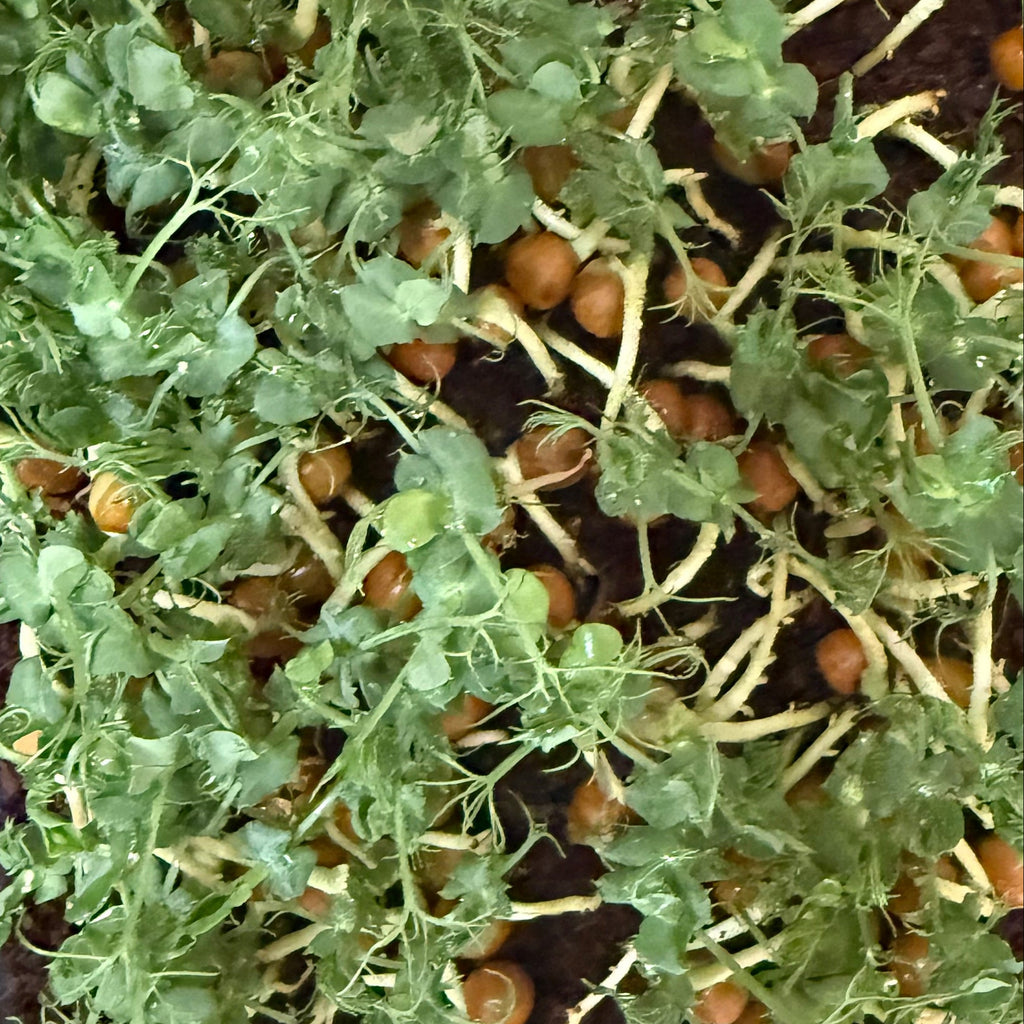 Mixed Microgreens Box (30g)