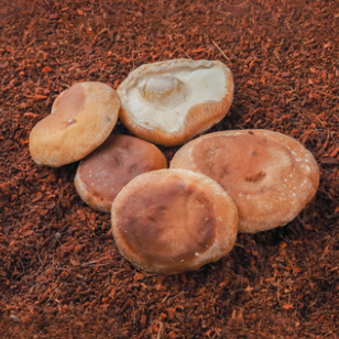 Shiitake - 100g