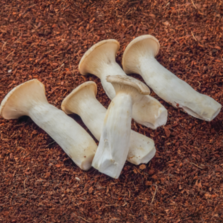 King Oyster - 100g