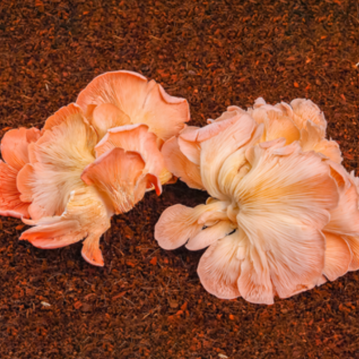 Oyster (Pink) - 100g