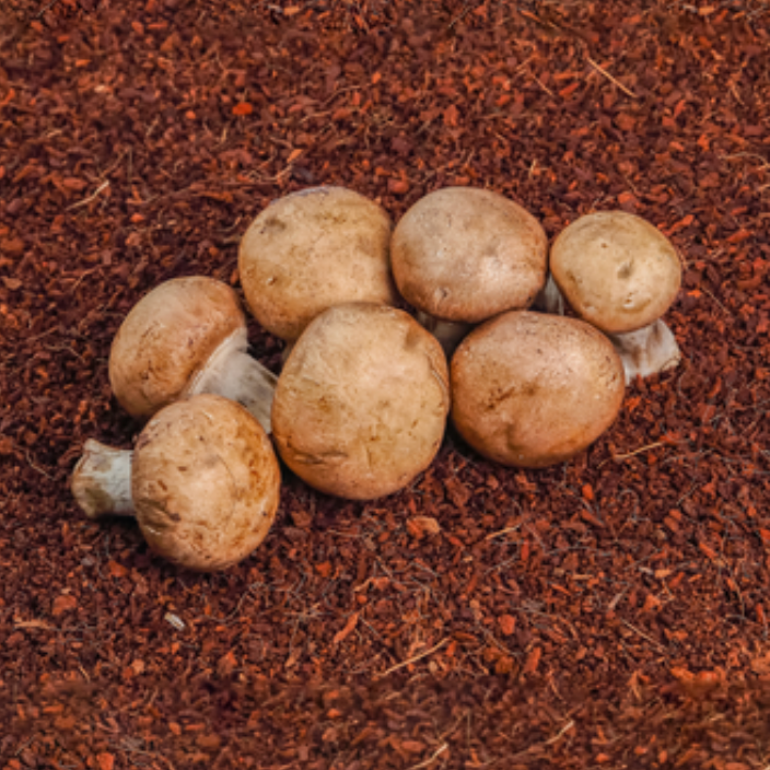 Cremini - 100g