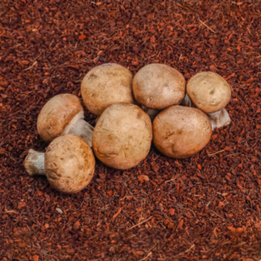 Cremini - 100g