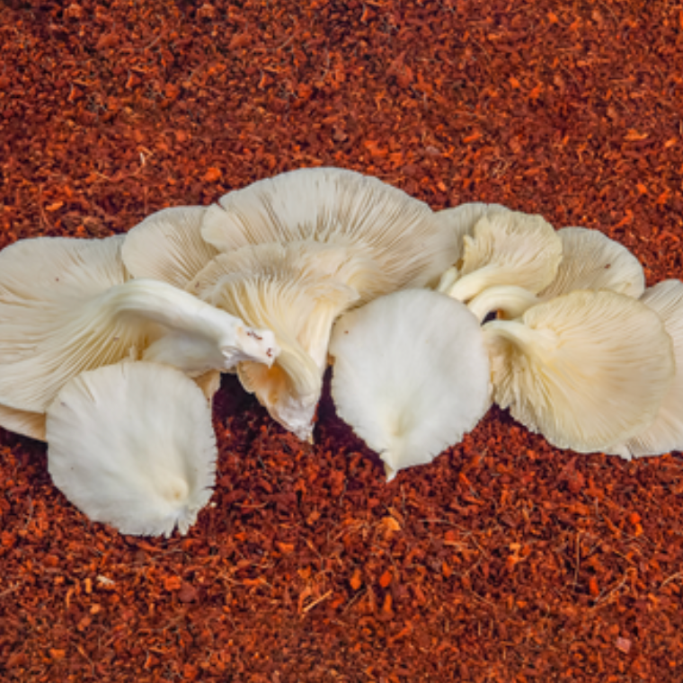 Oyster (White) - 100g